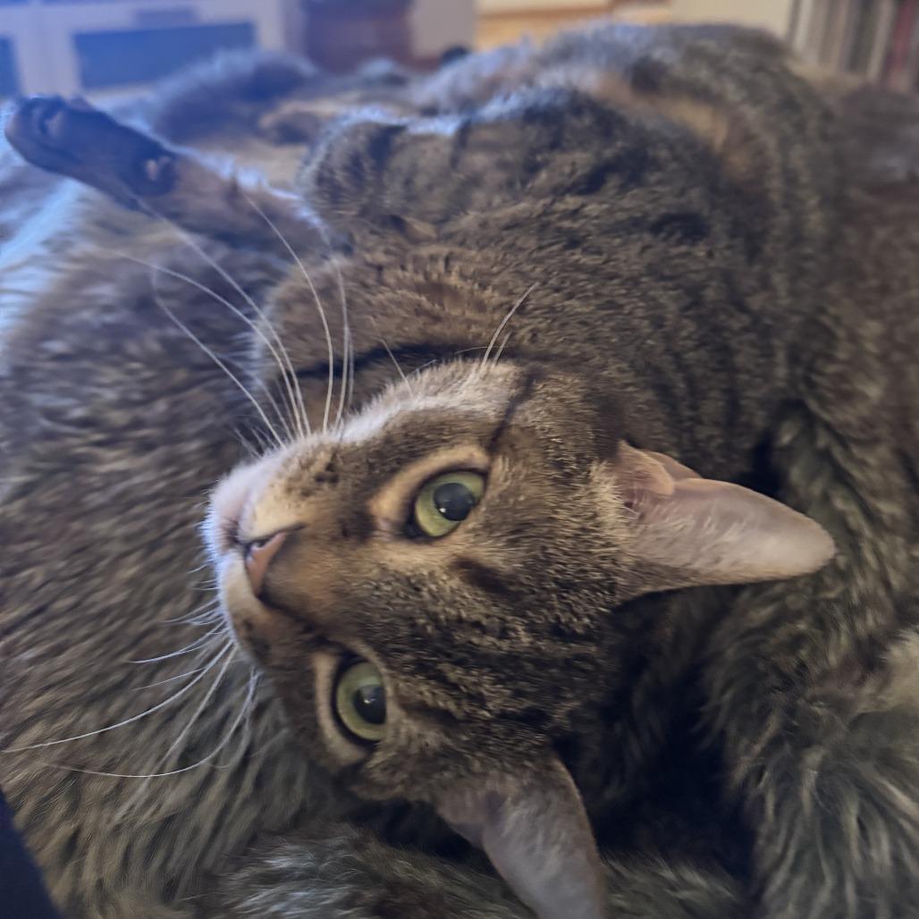 Enlarge Venus, a Adoptable Domestic Short Hair in Lakewood, CO image 4/5