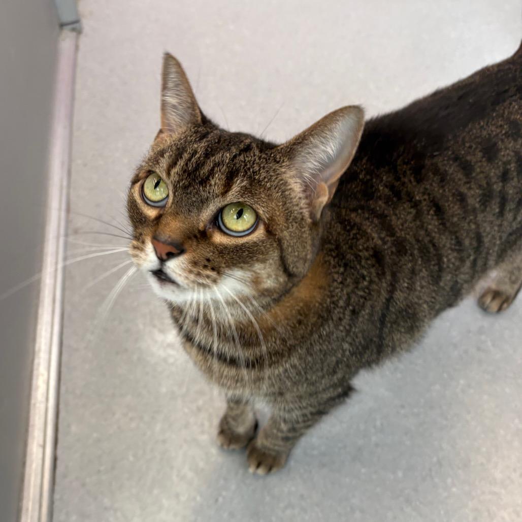 Enlarge Venus, a Adoptable Domestic Short Hair in Lakewood, CO image 5/5