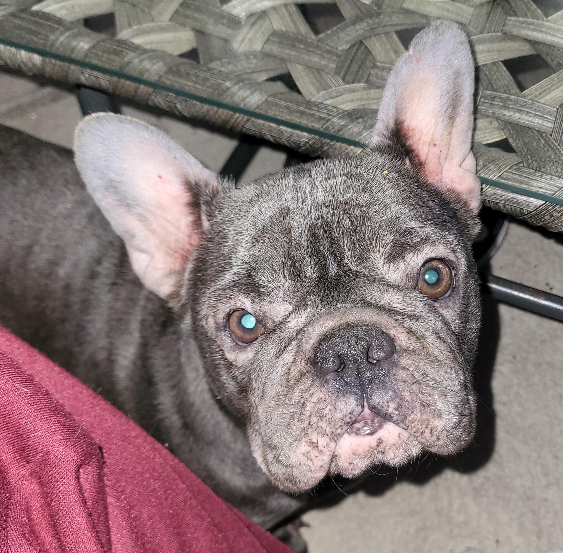 Enlarge Riri, an adopted French Bulldog in modesto, CA image 1/1