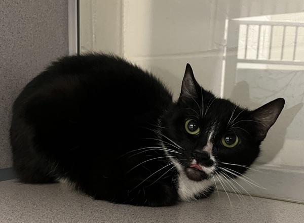 Cairn, Adoptable, Young Female Domestic Short Hair.