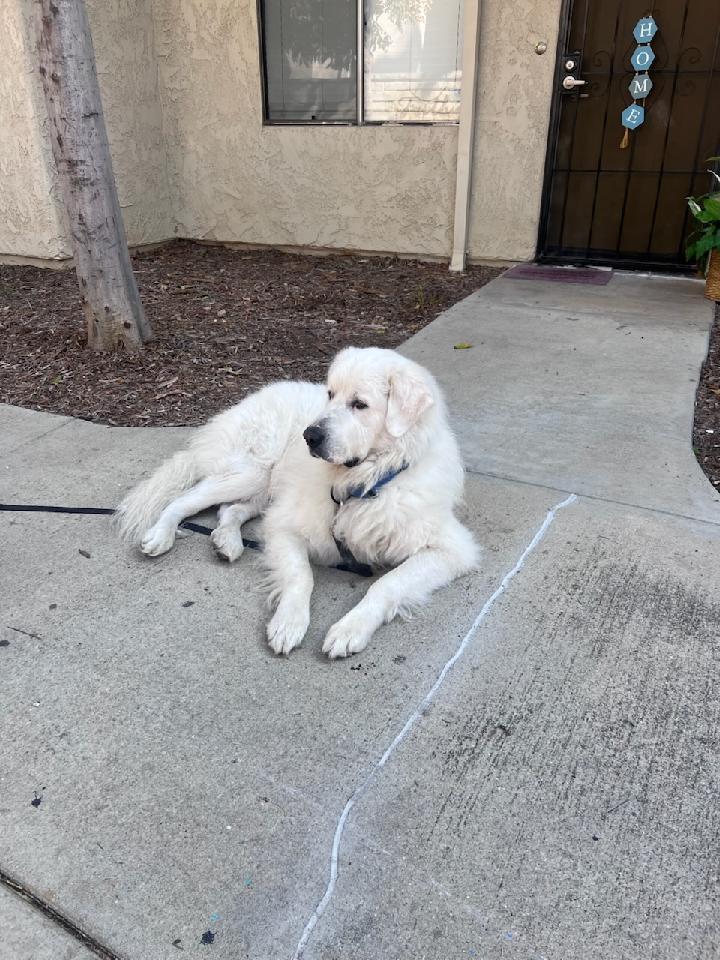 SEVYN, adopted, Adult Male Great Pyrenees.