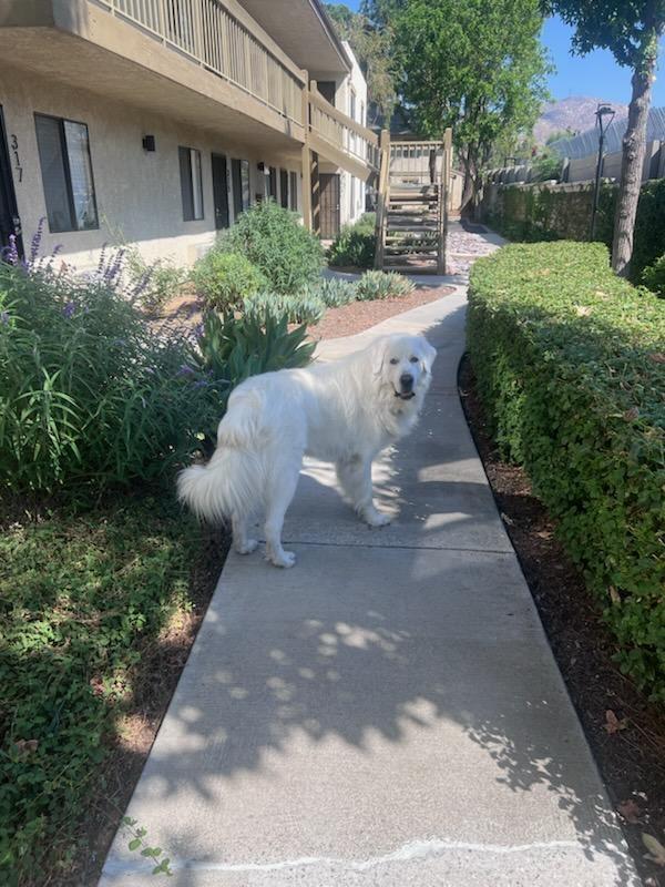 SEVYN, an adopted Great Pyrenees in San Bernardino, CA image 2/2