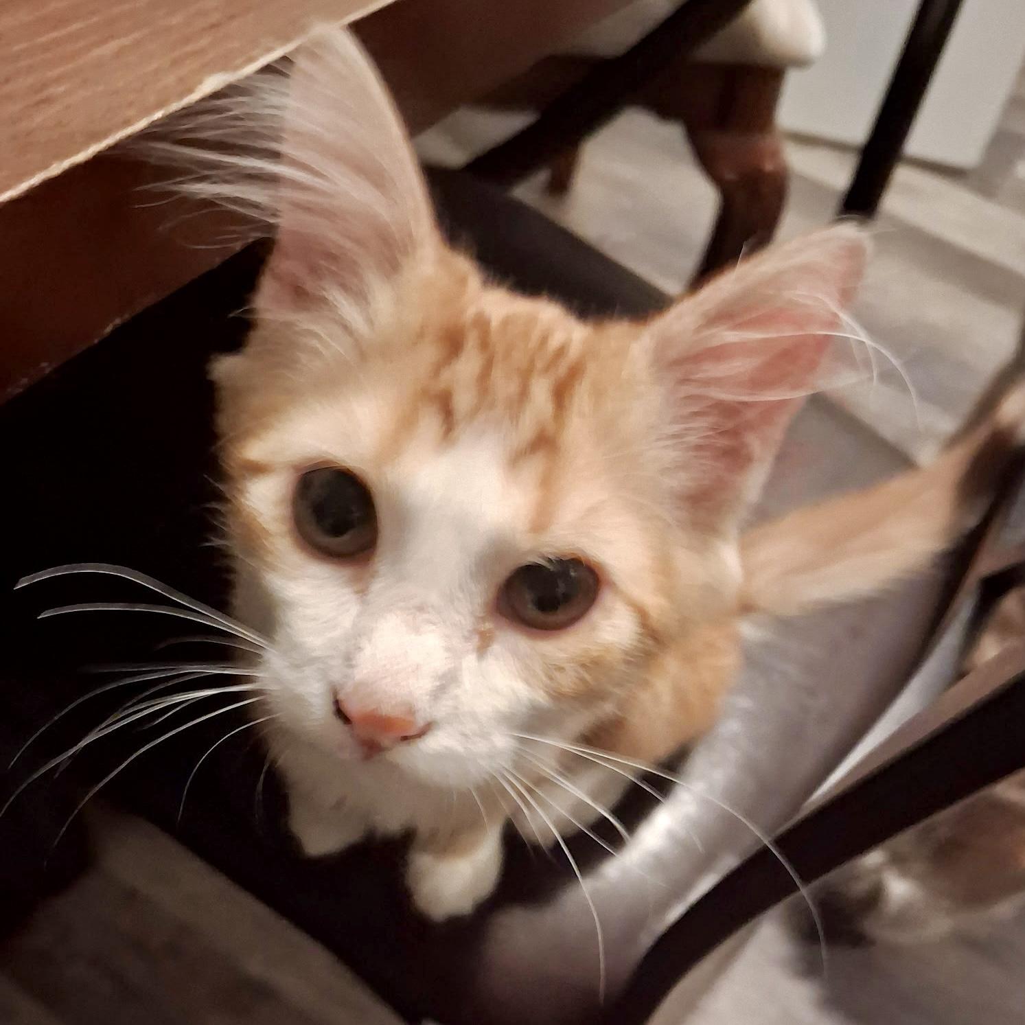 Billie, adoptable, Kitten Male Domestic Short Hair.