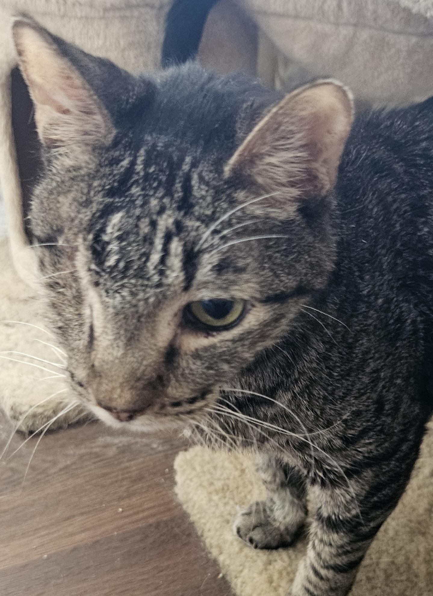 Tybalt (Bonded with Alice)