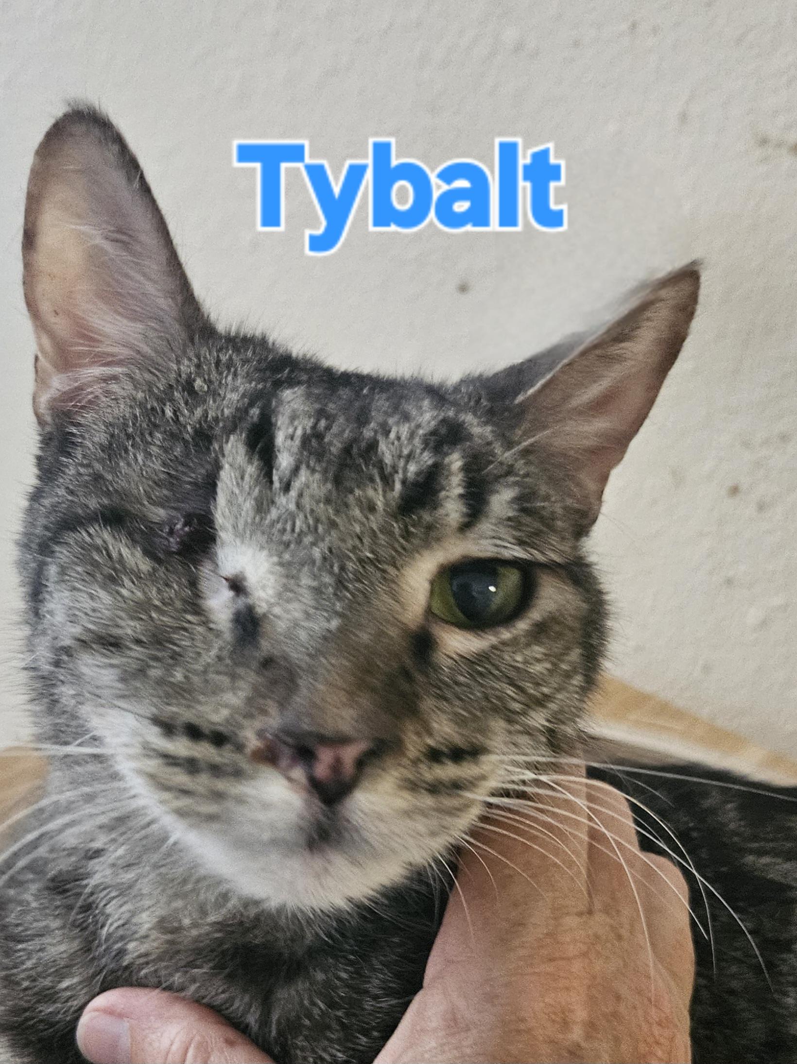 Tybalt (Bonded with Alice)