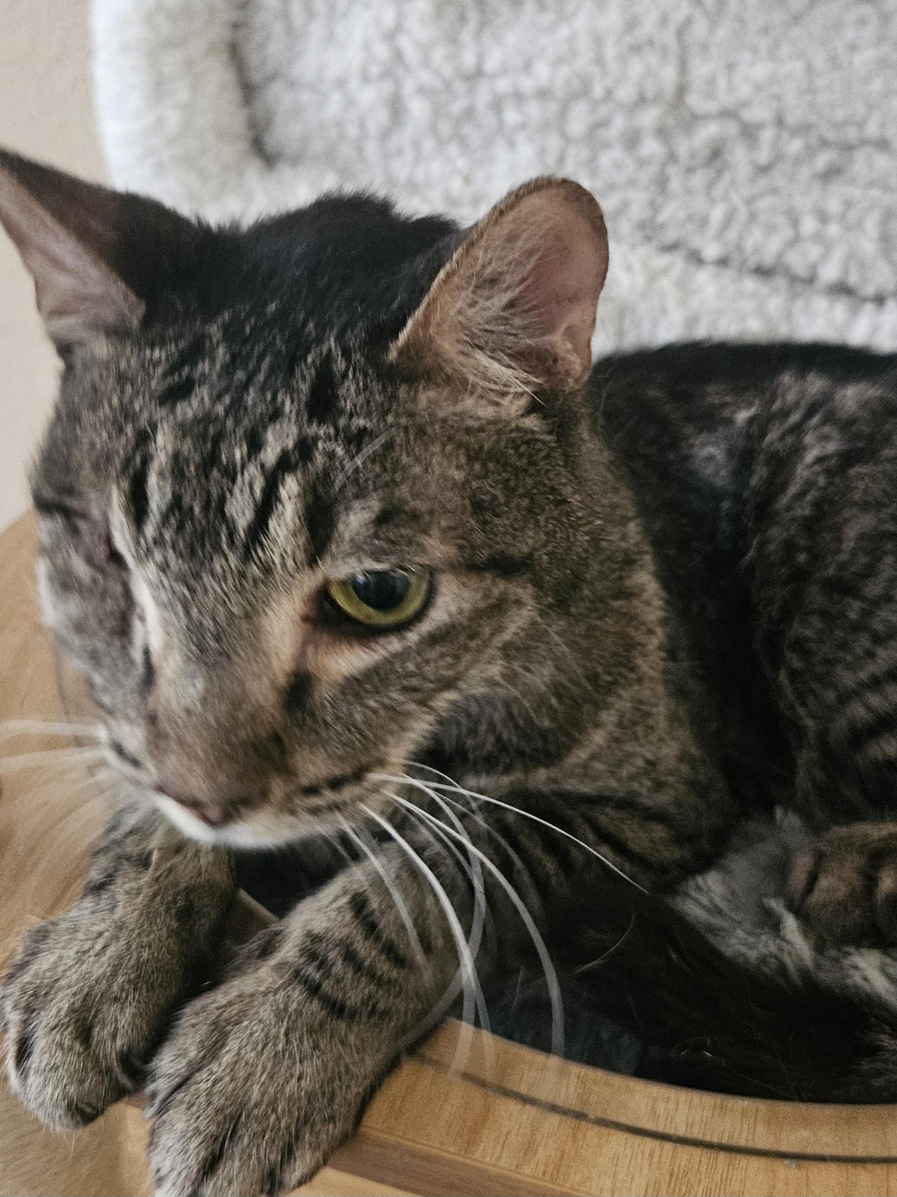 Tybalt (Bonded with Alice)