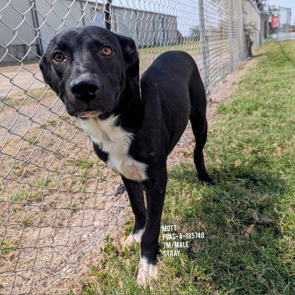 Enlarge Mott, a Adoptable mixed breed in Edinburg, TX image 1/4