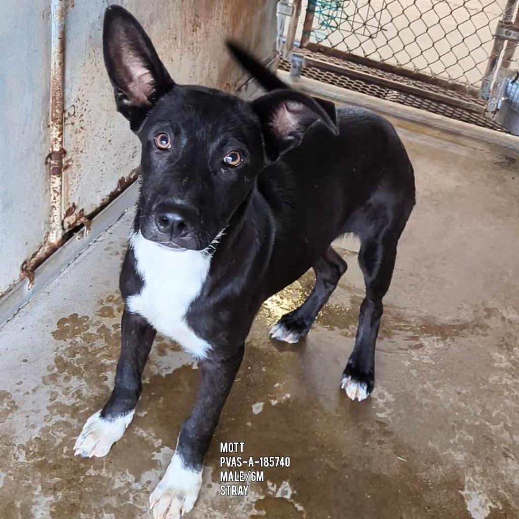 Enlarge Mott, a Adoptable mixed breed in Edinburg, TX image 2/4