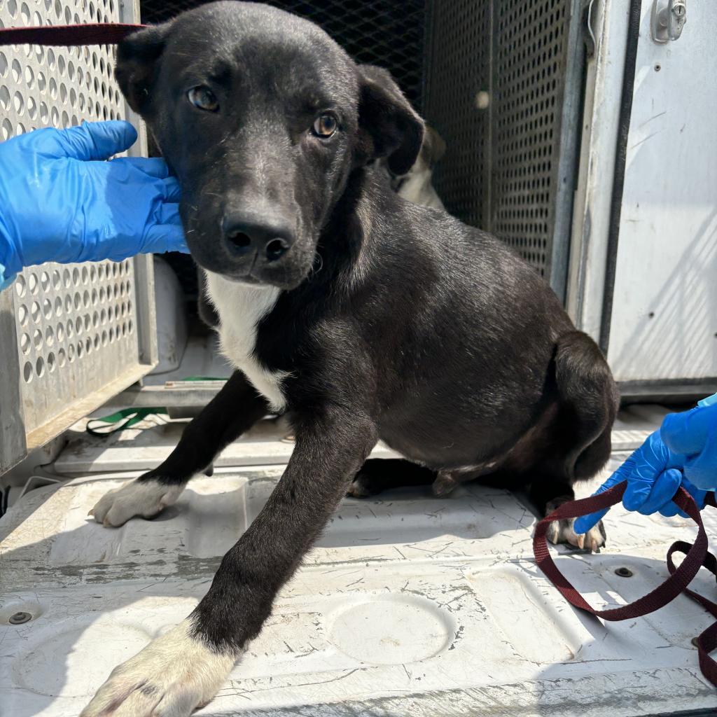 Enlarge Mott, a Adoptable mixed breed in Edinburg, TX image 3/4