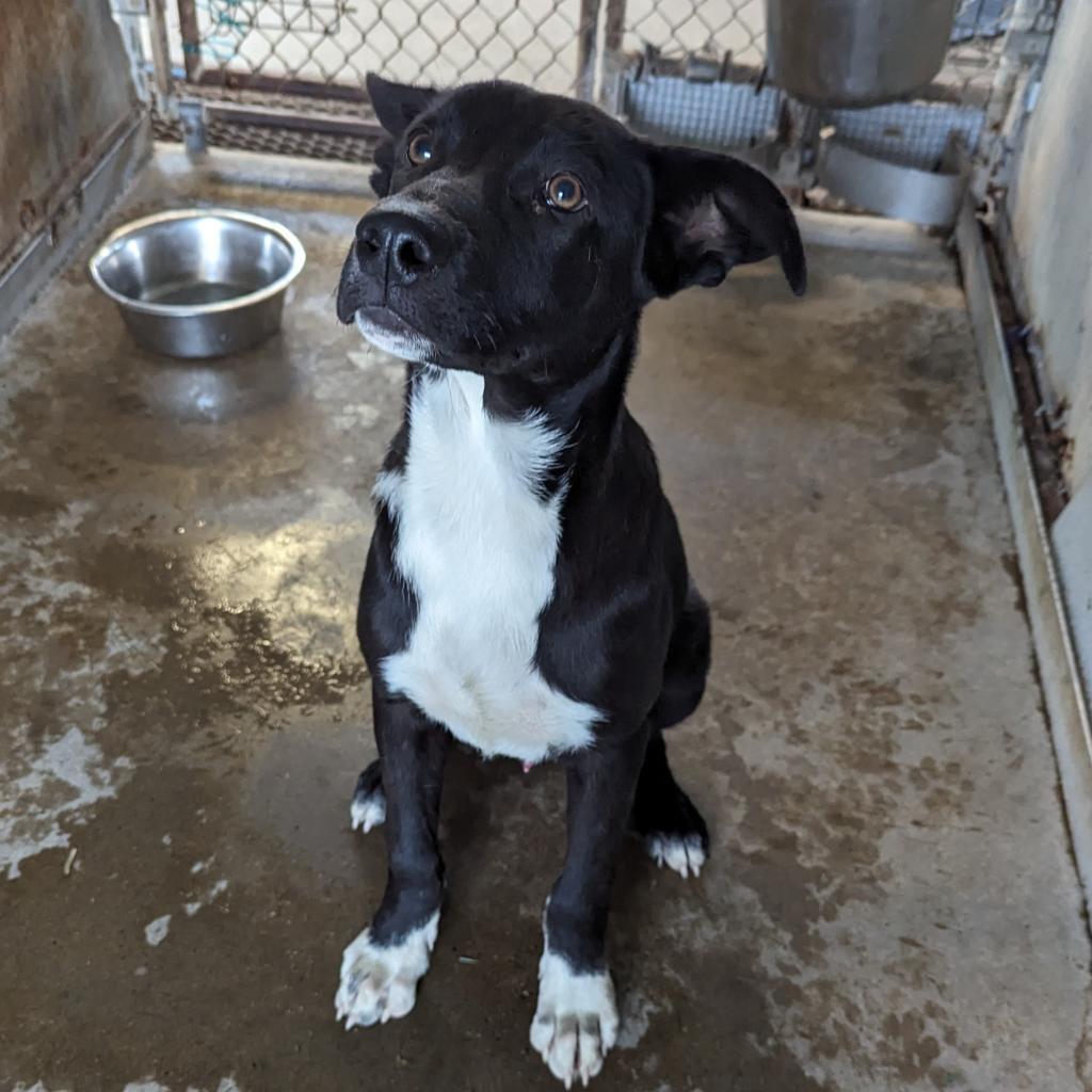 Enlarge Mott, a Adoptable mixed breed in Edinburg, TX image 4/4