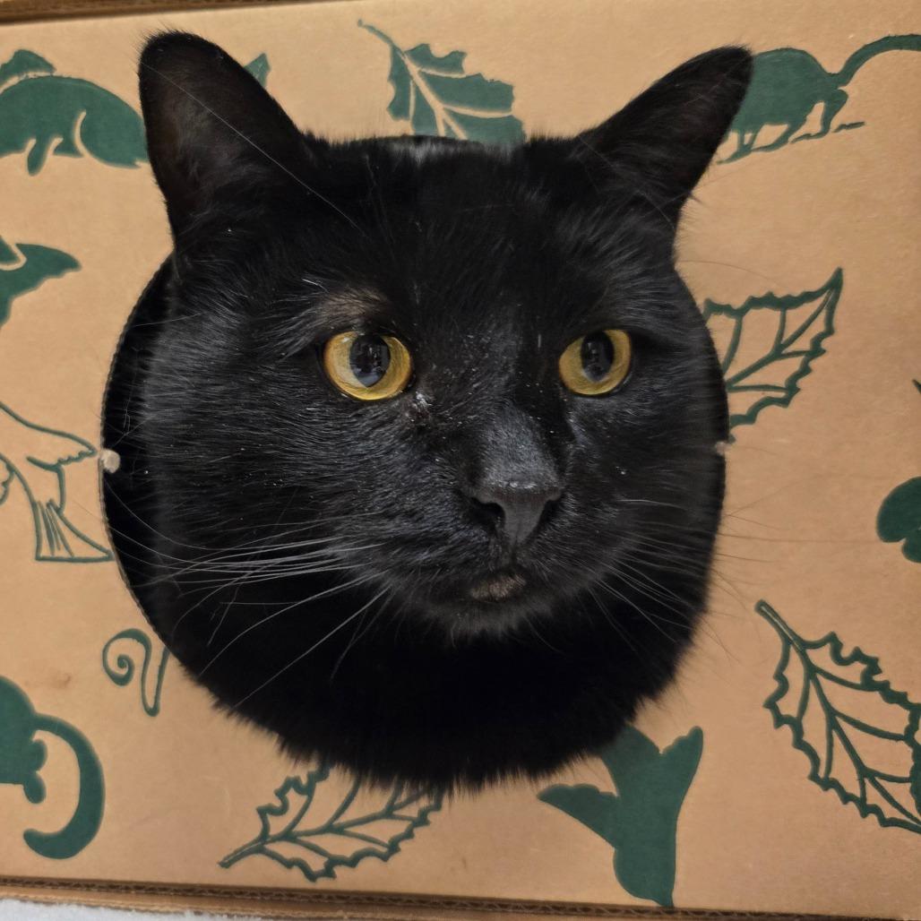 Maddox, Adoptable, Adult Male Domestic Short Hair.