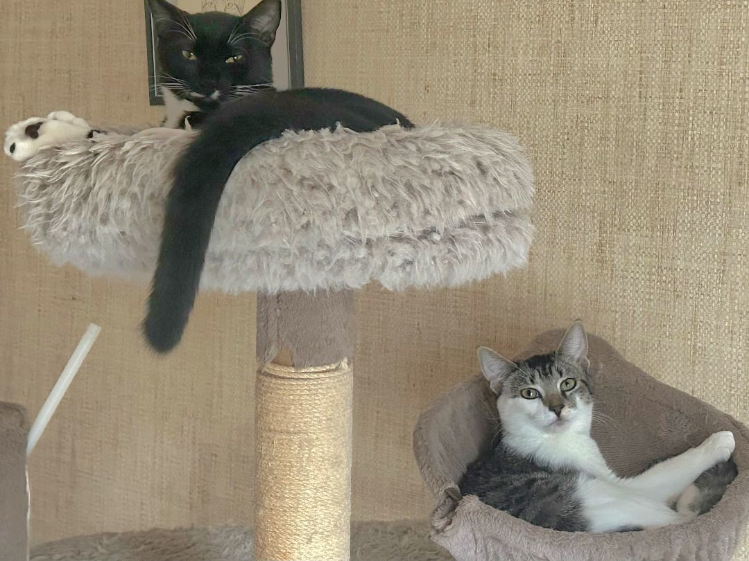 Habanero & Bell 3