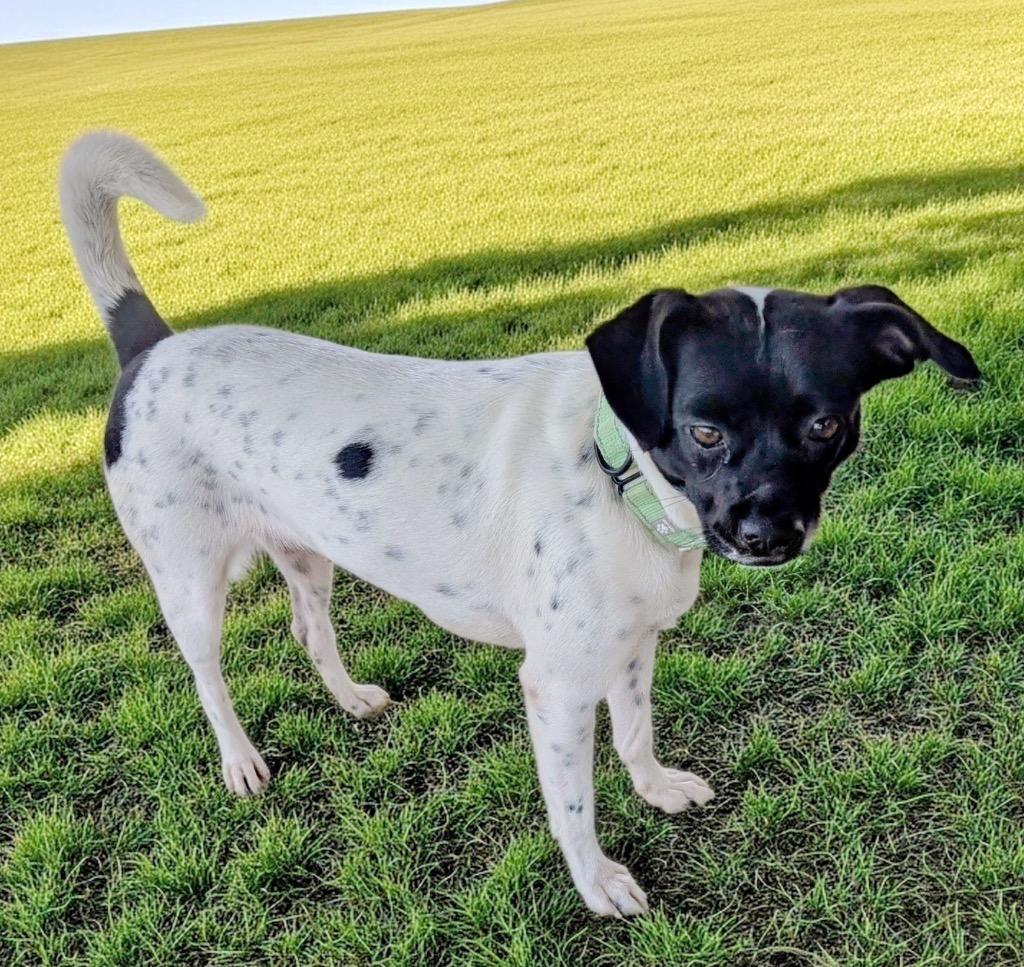 Enlarge Lacey-1yo Sweet Girl!, a Adoptable mixed breed in Fort Myers, FL image 2/3