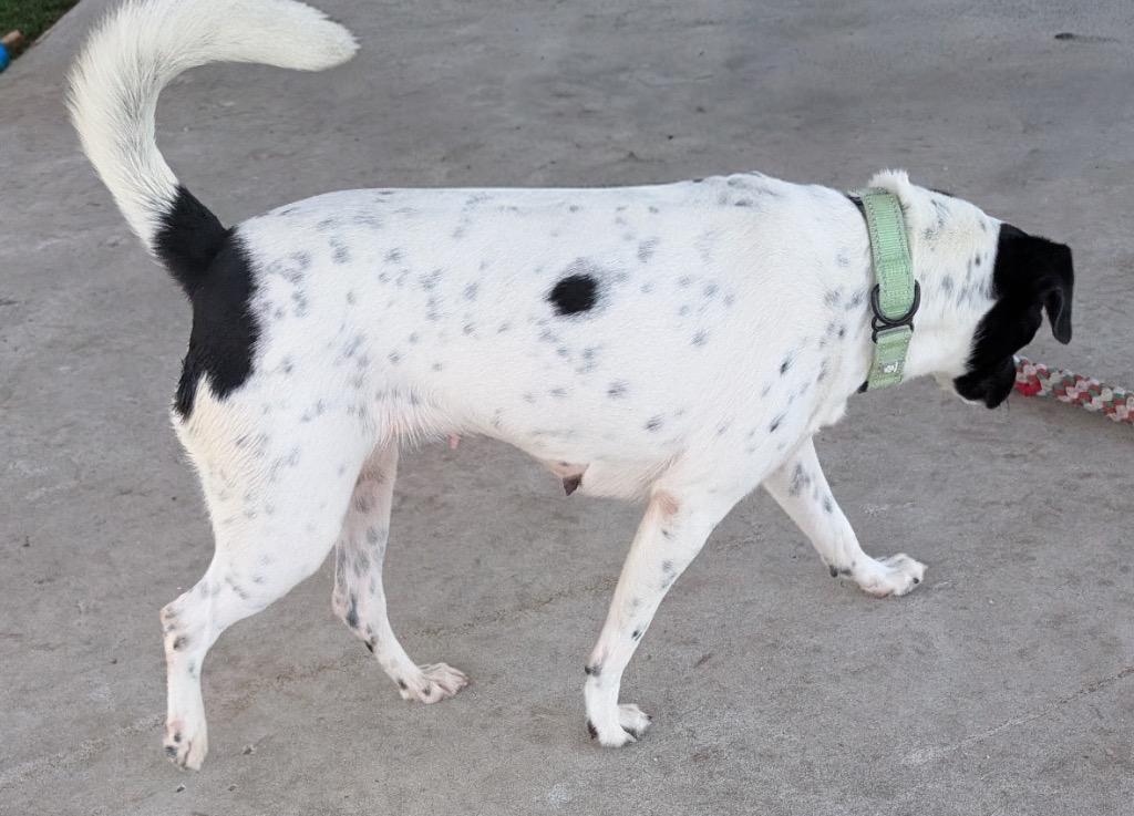 Enlarge Lacey-1yo Sweet Girl!, a Adoptable mixed breed in Fort Myers, FL image 3/3