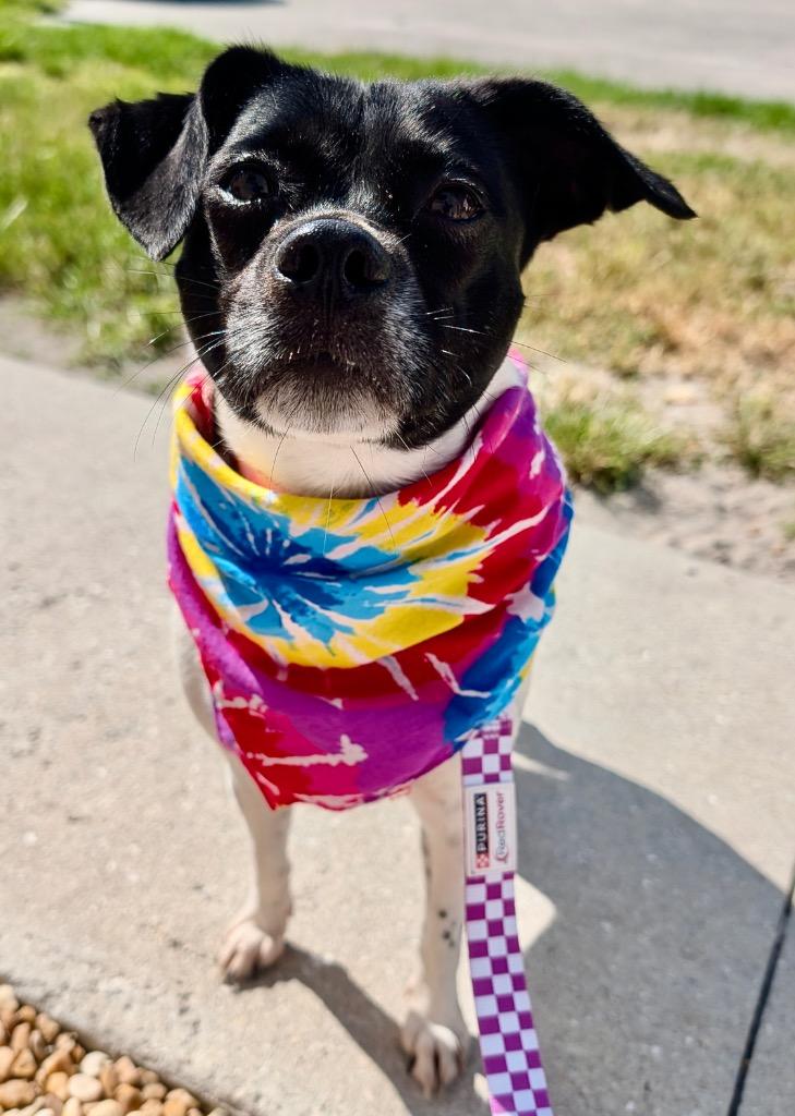 Enlarge Lacey-1/2 Price Adoption Fee!  25lb Sweet Girl!, a Adoptable mixed breed in Fort Myers, FL image 4/5
