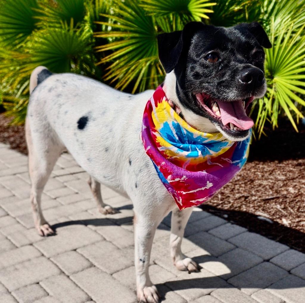 Enlarge Lacey-1/2 Price Adoption Fee!  25lb Sweet Girl!, a Adoptable mixed breed in Fort Myers, FL image 5/5