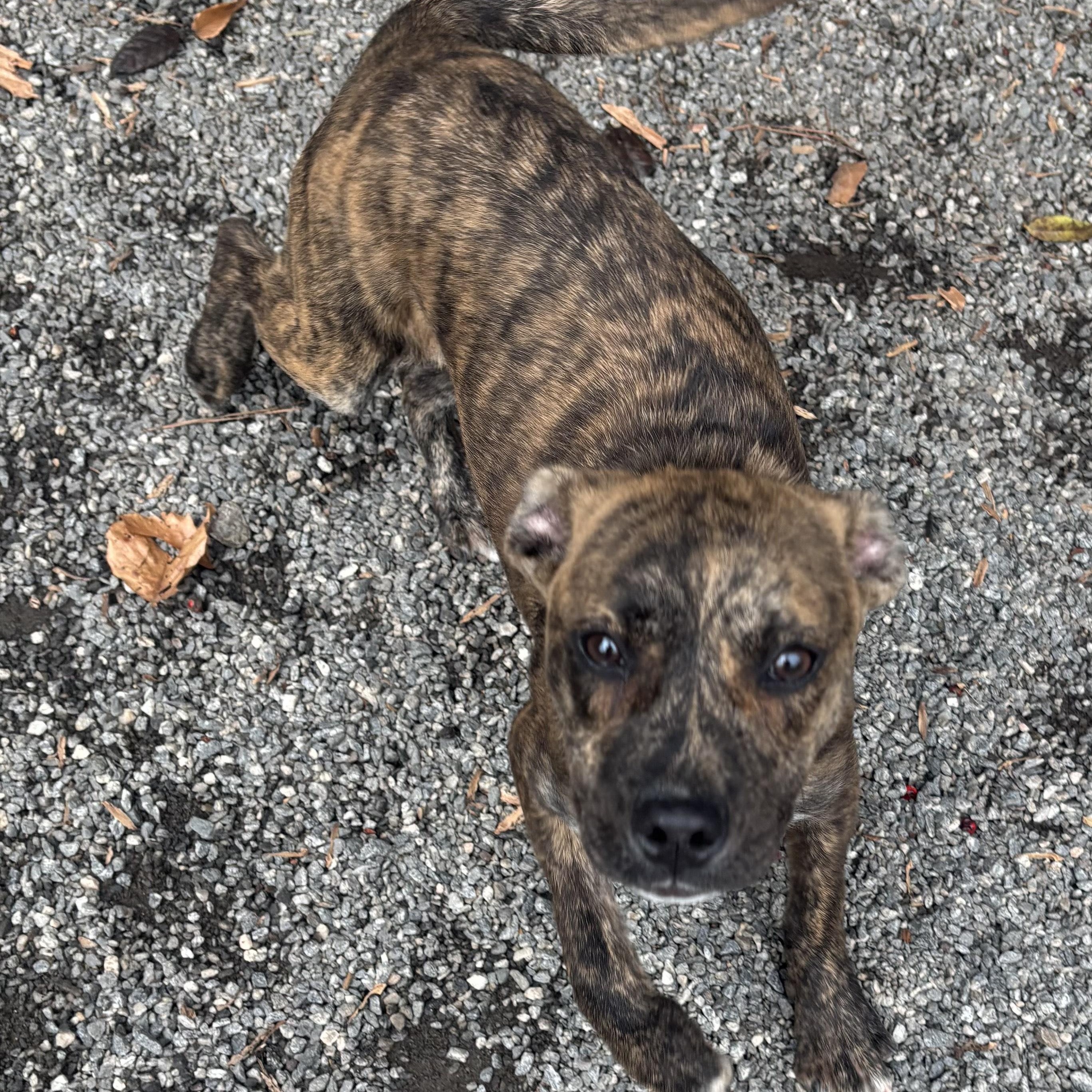 Enlarge PUPPIES: Knit and Purl ~~ Veterinary Medical Ctr   PH: 770-998-8450, a Adoptable mixed breed in Alpharetta, GA image 5/6