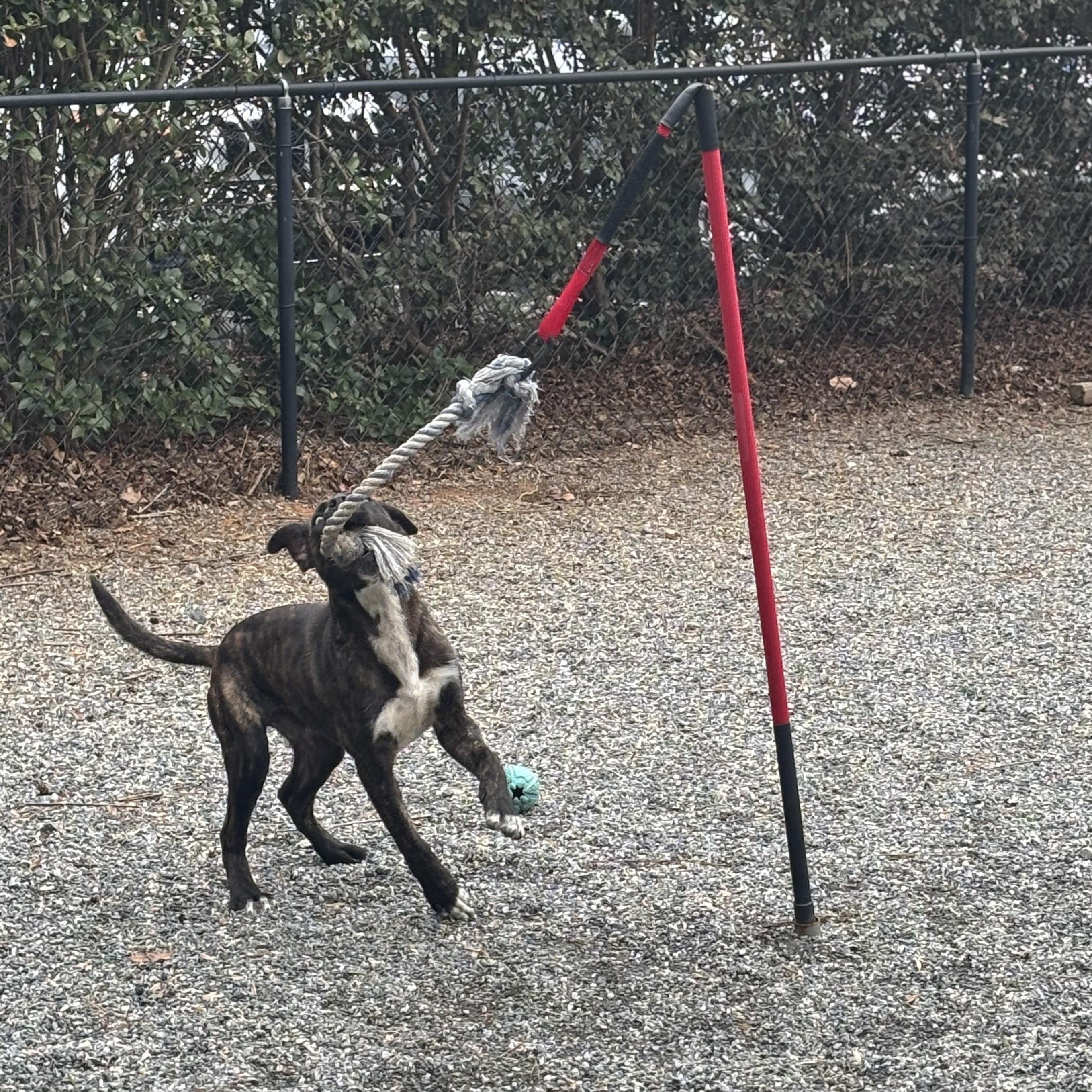 Enlarge PUPPIES: Knit and Purl ~~ Veterinary Medical Ctr   PH: 770-998-8450, a Adoptable mixed breed in Alpharetta, GA image 2/6