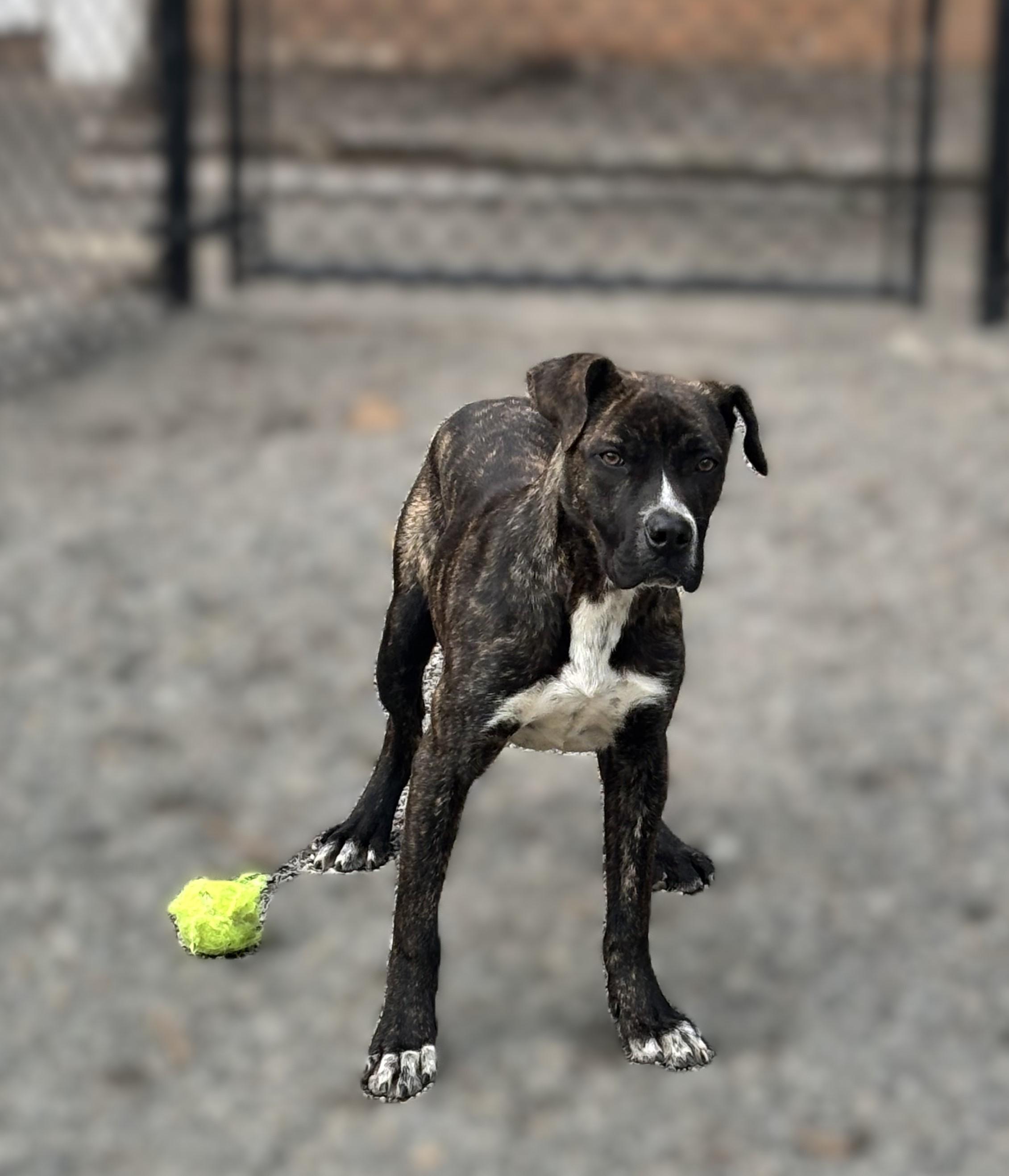 PUPPY: Knit (MALE)~ Veterinary Medical Ctr PH: 770-998-8450, an adopted mixed breed in Alpharetta, GA image 2/4