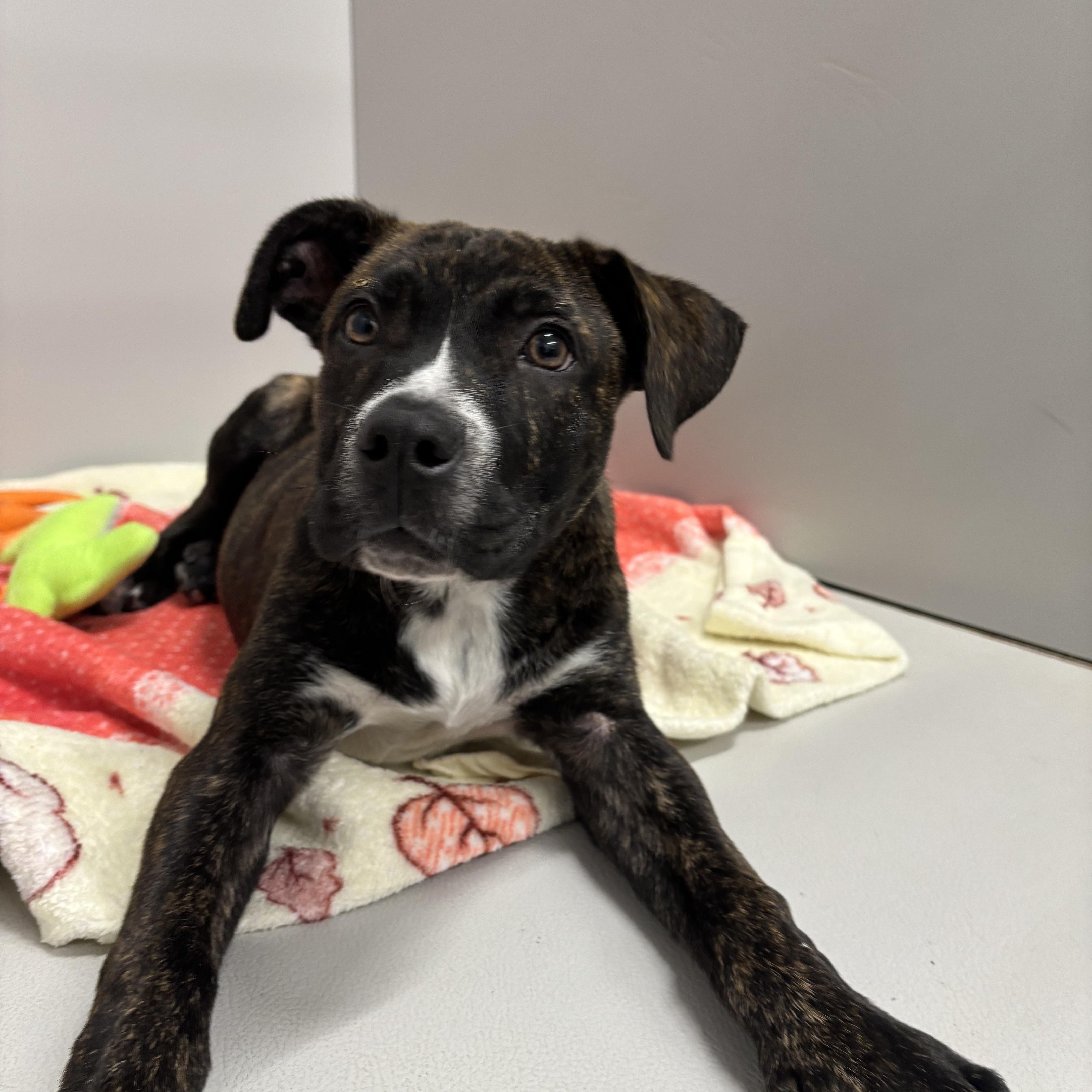 PUPPIES: Knit and Purl, a Adoptable mixed breed in Alpharetta, GA image 3/6