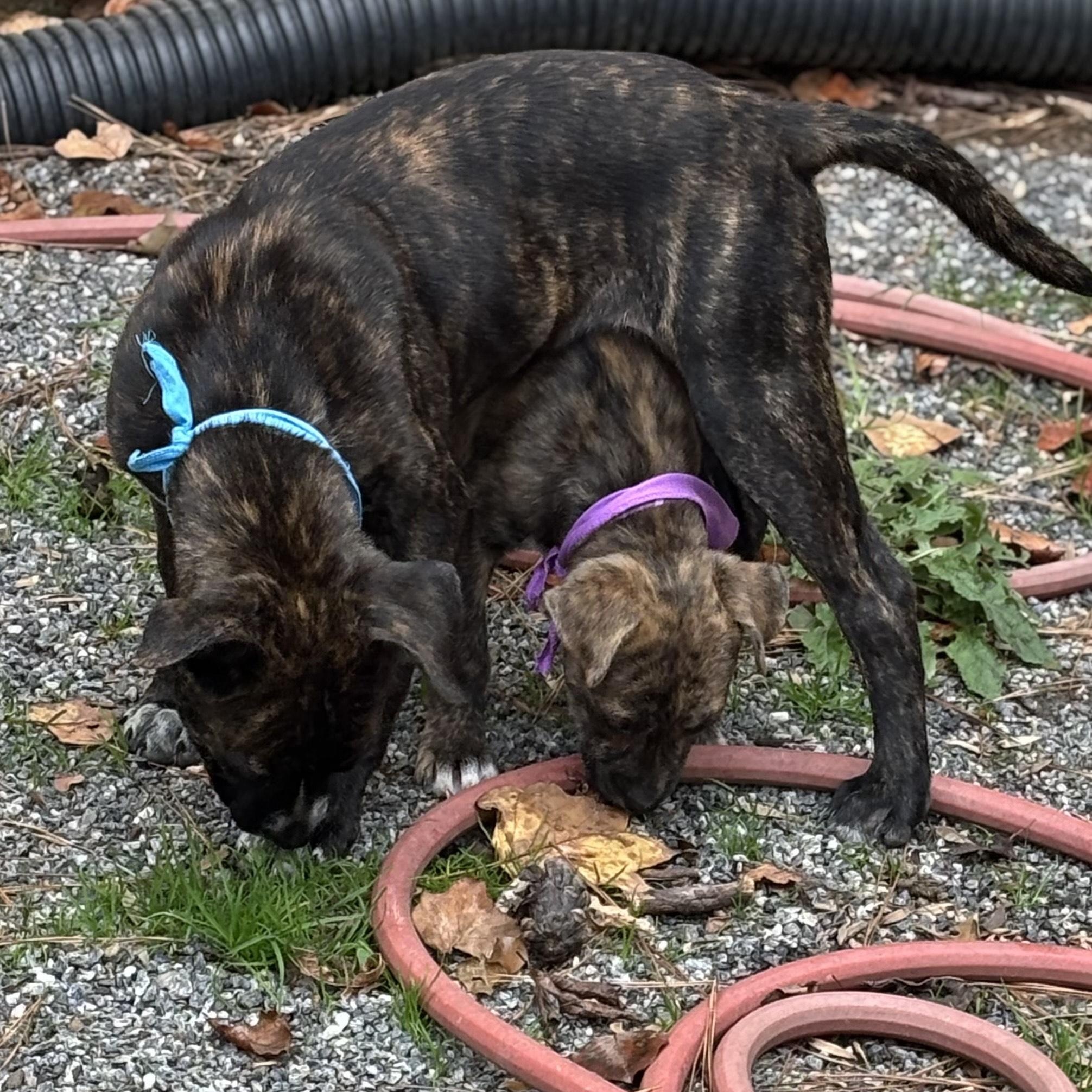 PUPPIES: Knit and Purl, a Adoptable mixed breed in Alpharetta, GA image 4/6