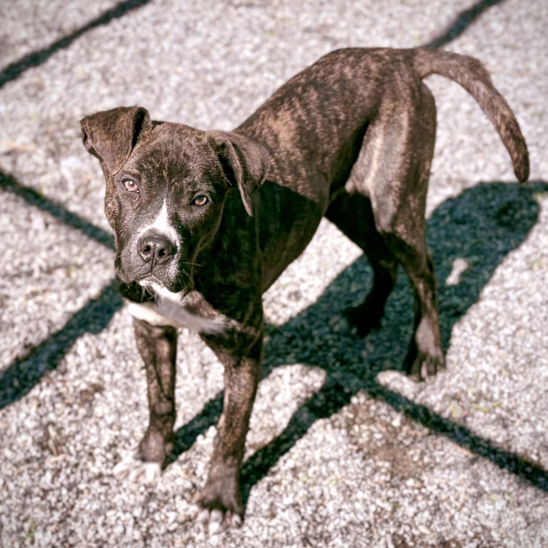 PUPPY: Knit (MALE)~ Veterinary Medical Ctr PH: 770-998-8450, an adopted mixed breed in Alpharetta, GA image 3/4