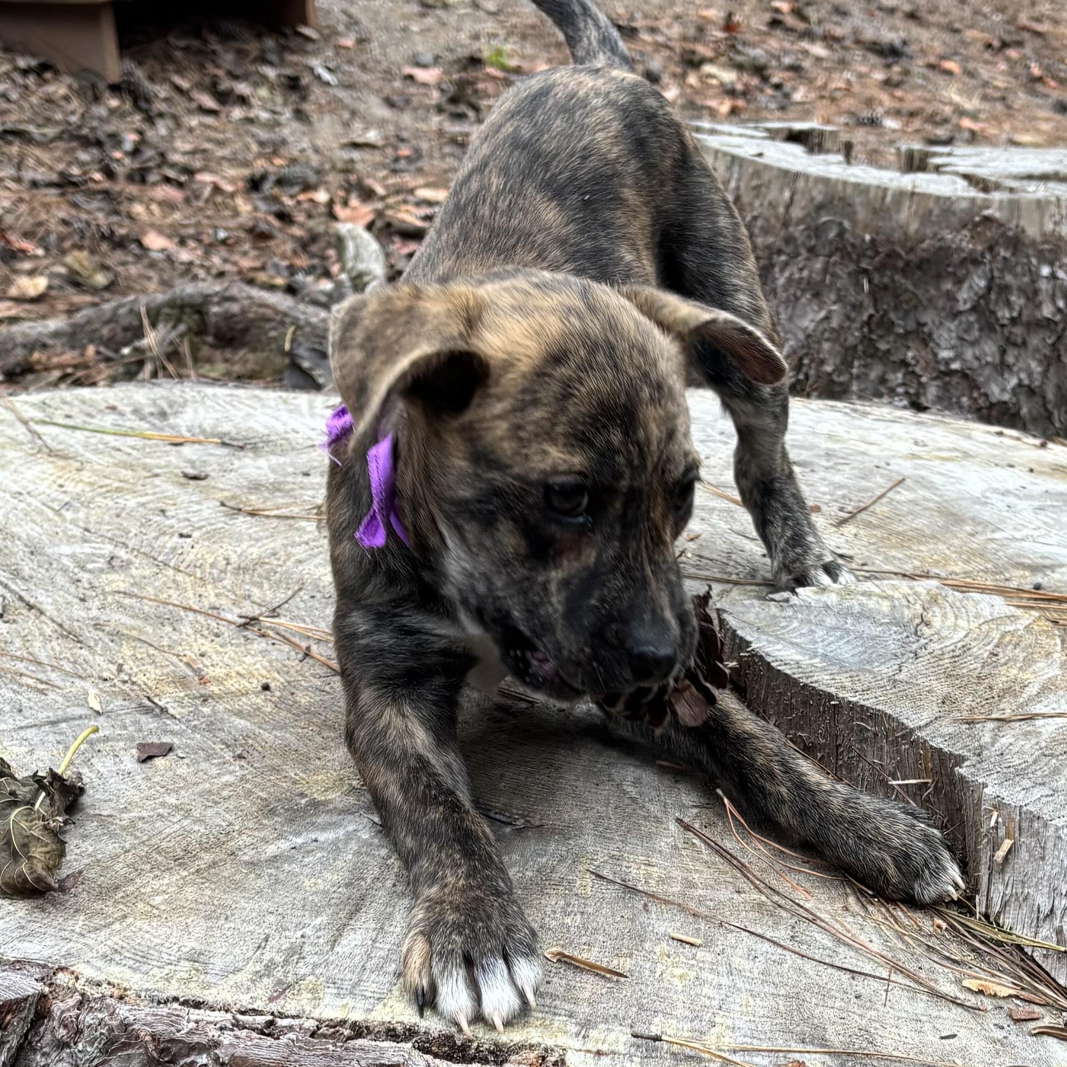 PUPPIES: Knit and Purl, a Adoptable mixed breed in Alpharetta, GA image 5/6