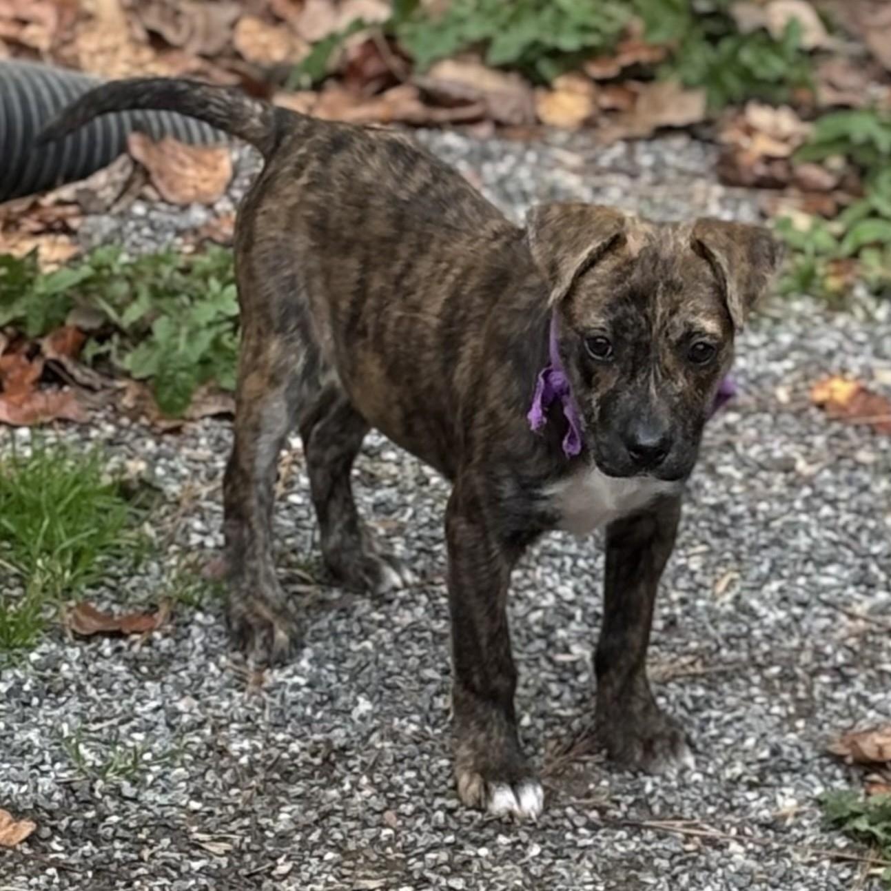 PUPPIES: Knit and Purl, Adoptable, Puppy Female Boxer & Shepherd.