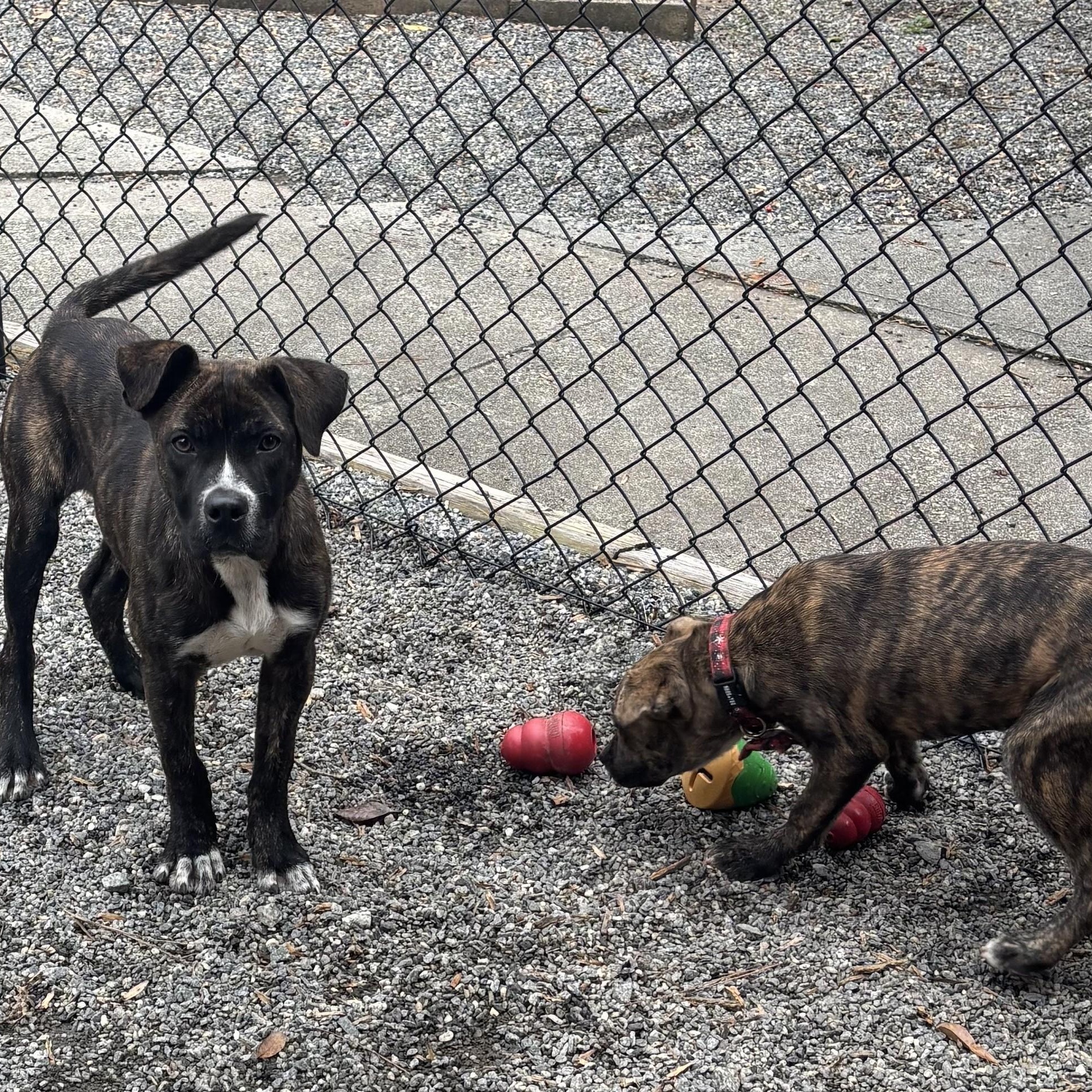 Enlarge PUPPIES: Knit and Purl ~~ Veterinary Medical Ctr   PH: 770-998-8450, a Adoptable mixed breed in Alpharetta, GA image 3/6