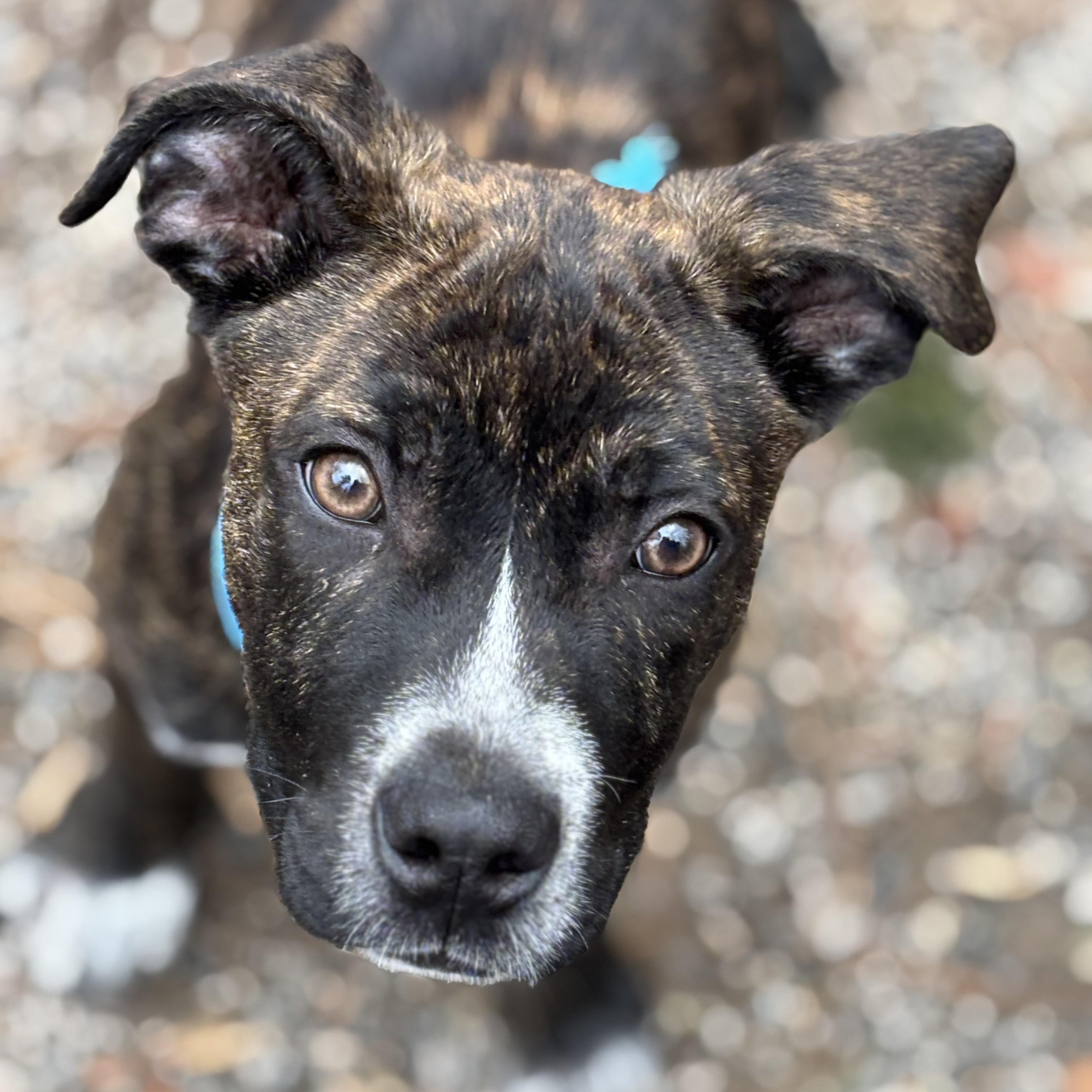 PUPPIES: Knit and Purl, a Adoptable mixed breed in Alpharetta, GA image 1/6