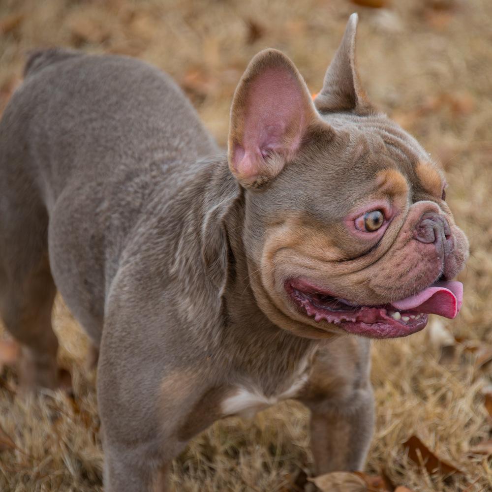 Claus, Adoptable, Young Male French Bulldog.