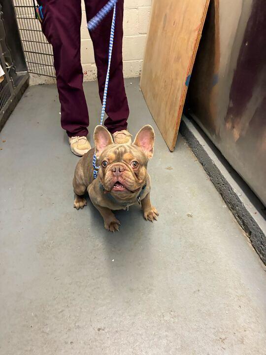 Claus, Adoptable, Young Male French Bulldog.