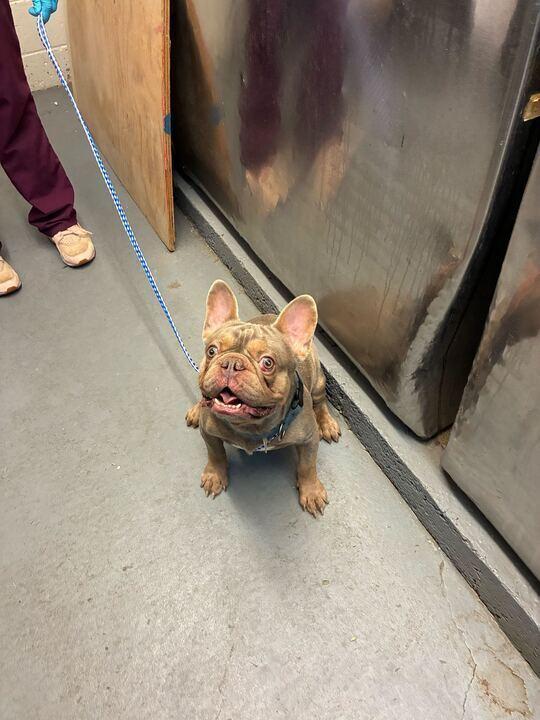 Enlarge Claus, a Adoptable French Bulldog in Marietta, GA image 2/2