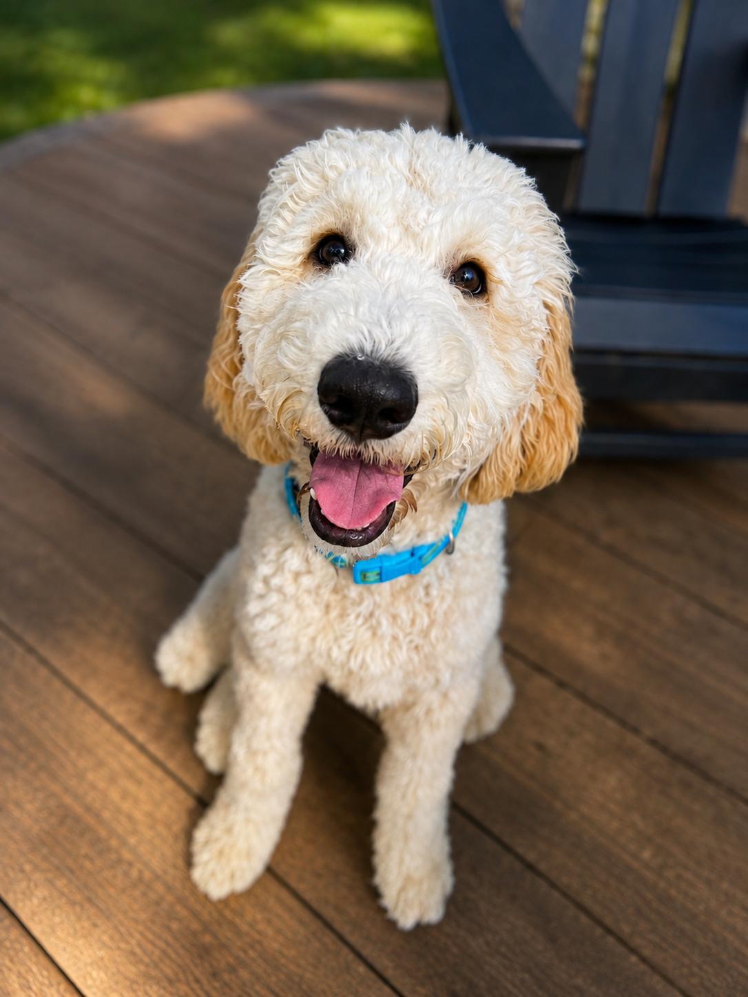 Lenny, Adoptable, Young Male Goldendoodle.