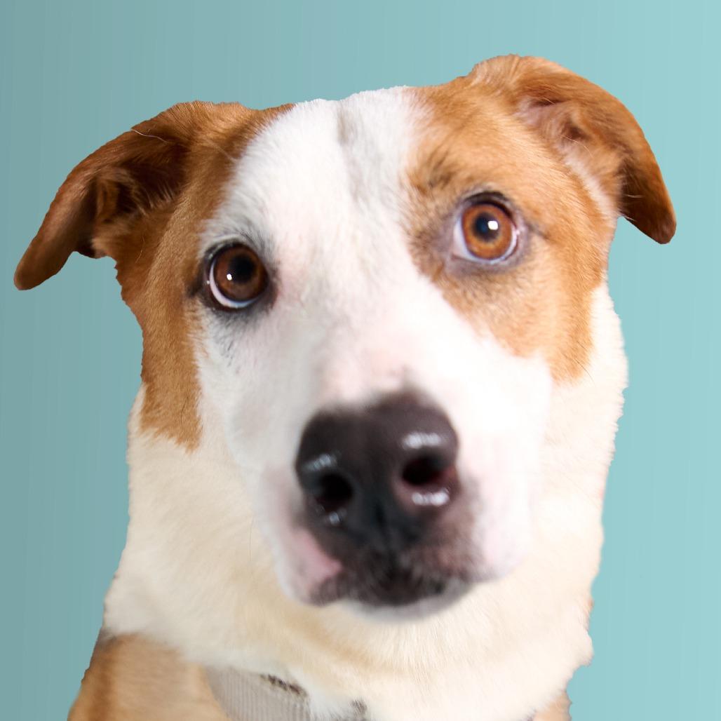 Meck, Adoptable, Adult Male Mixed Breed.