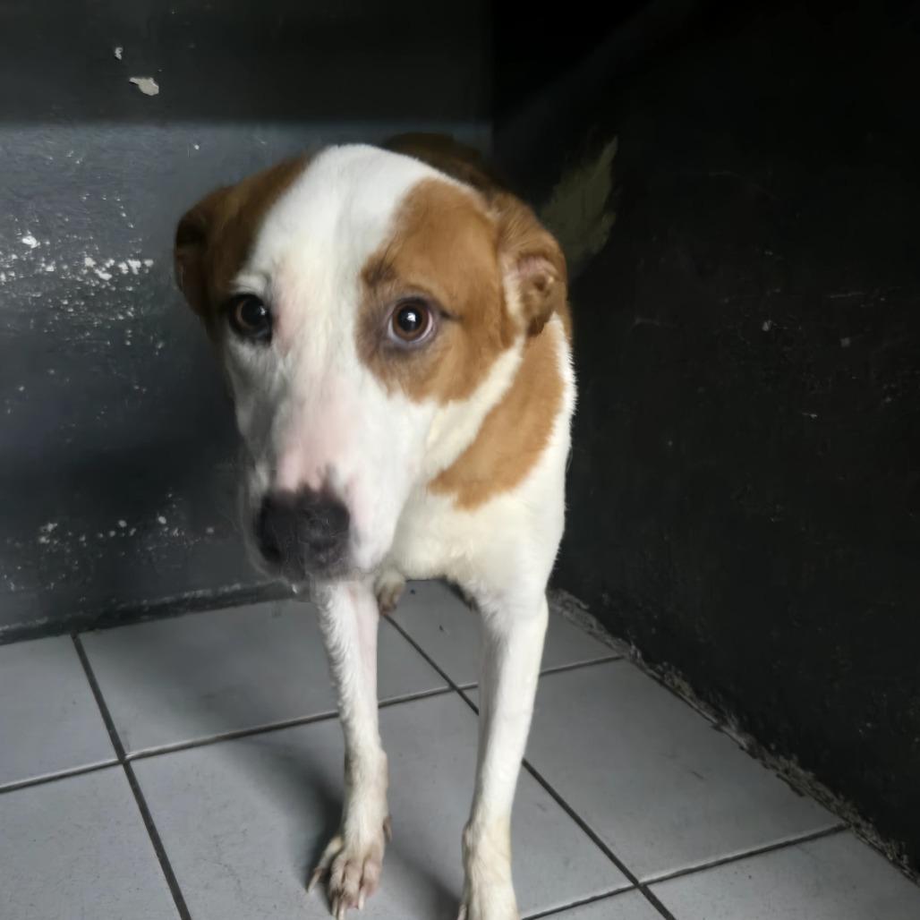 Meck, a Adoptable Mixed Breed in Guaynabo, PR image 2/6