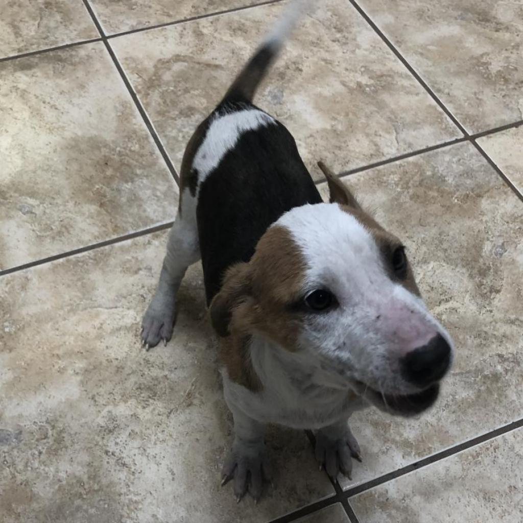 Meck, a Adoptable Mixed Breed in Guaynabo, PR image 3/6