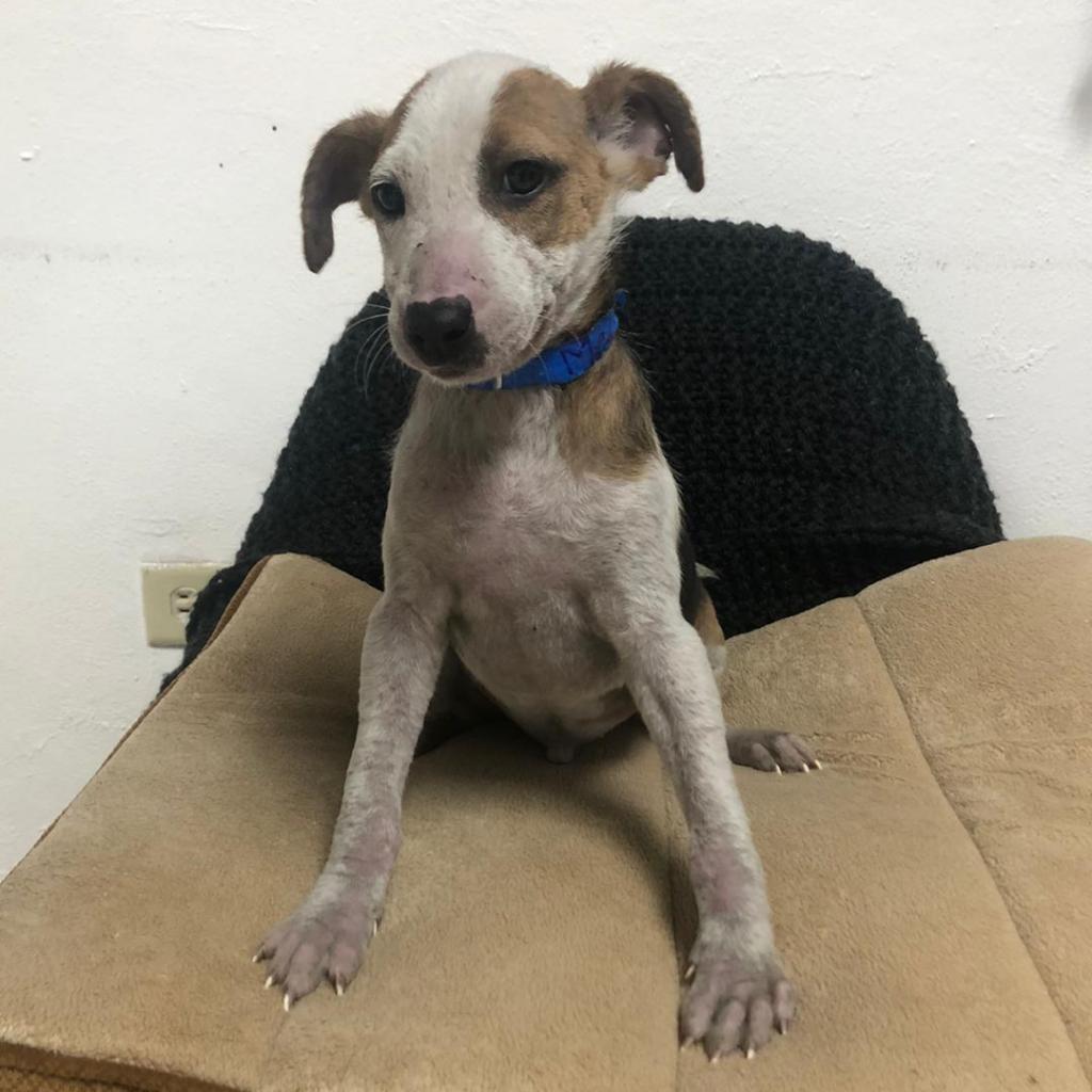 Meck, a Adoptable Mixed Breed in Guaynabo, PR image 4/6