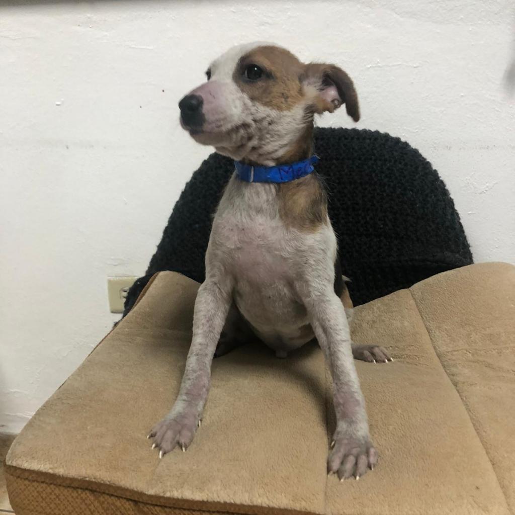 Meck, a Adoptable Mixed Breed in Guaynabo, PR image 5/6