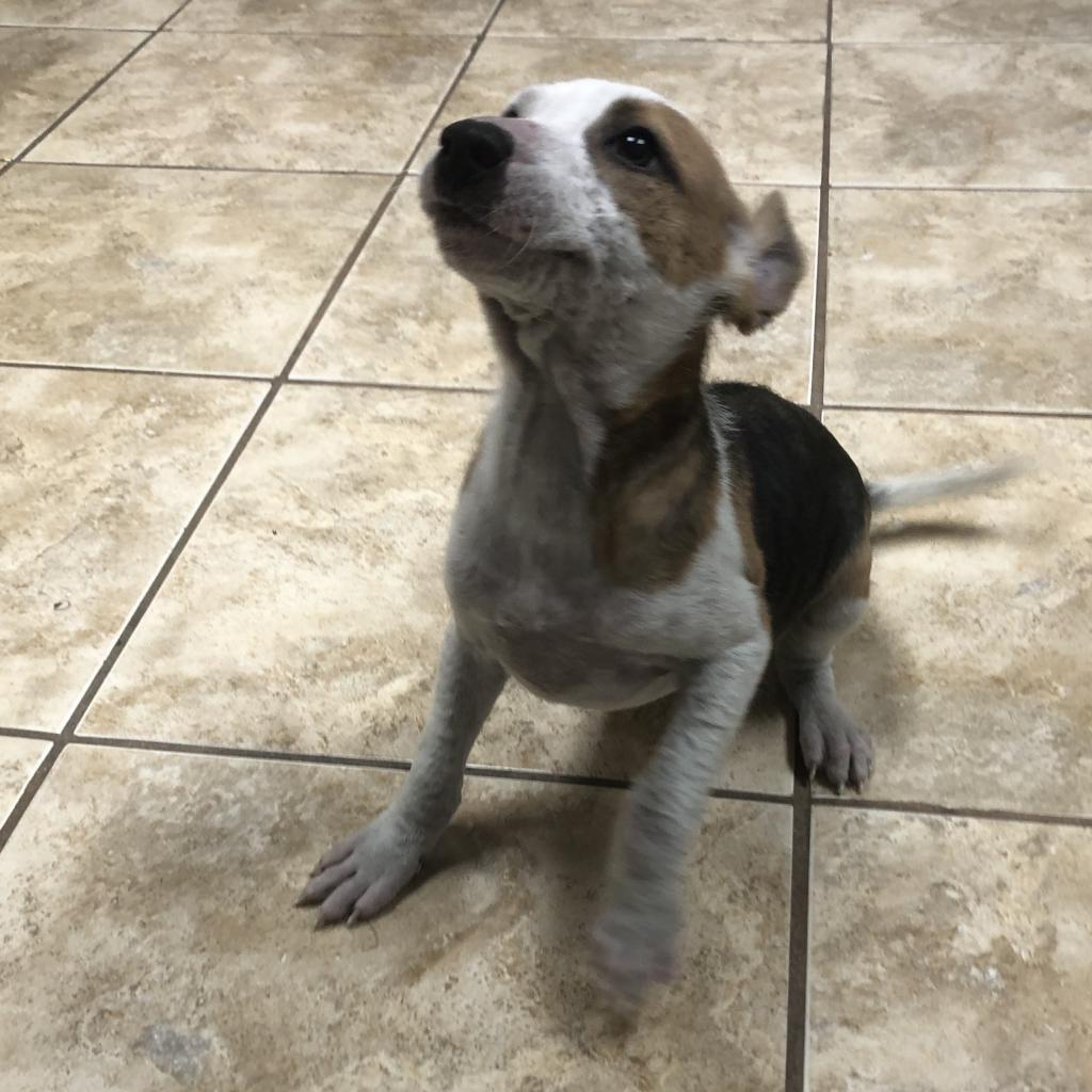 Meck, a Adoptable Mixed Breed in Guaynabo, PR image 6/6