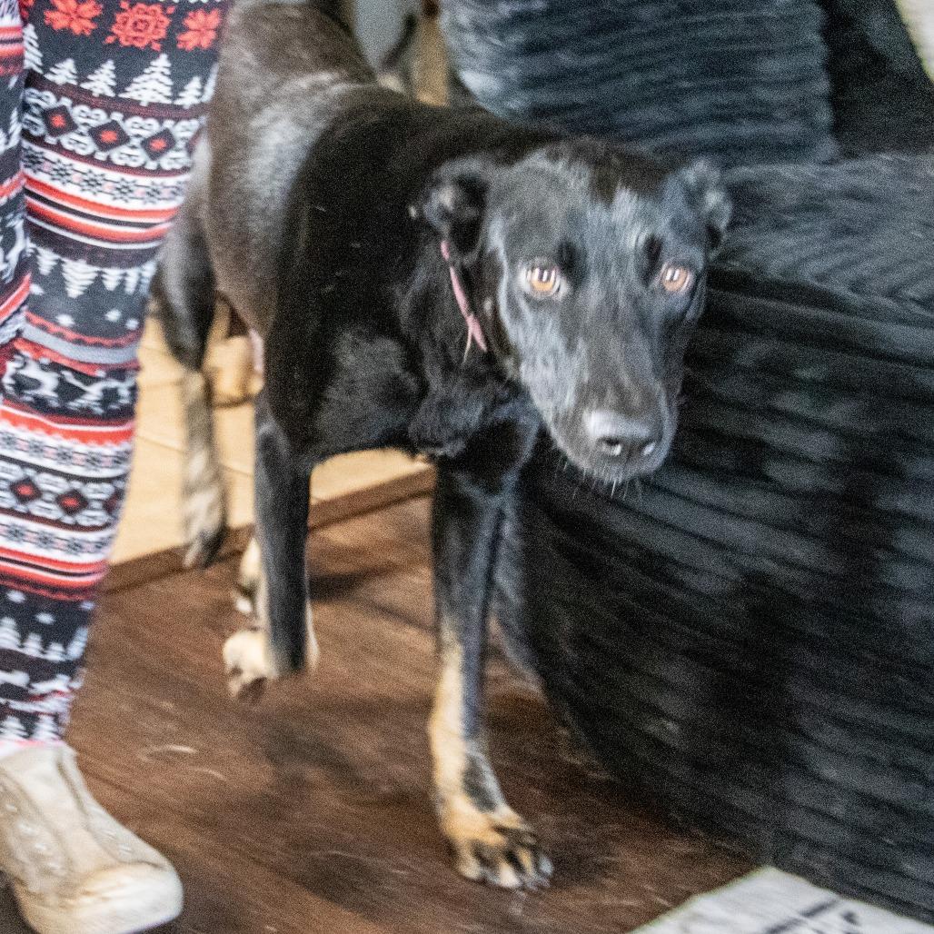 Alaska, Adoptable, Adult Female German Shepherd Dog.