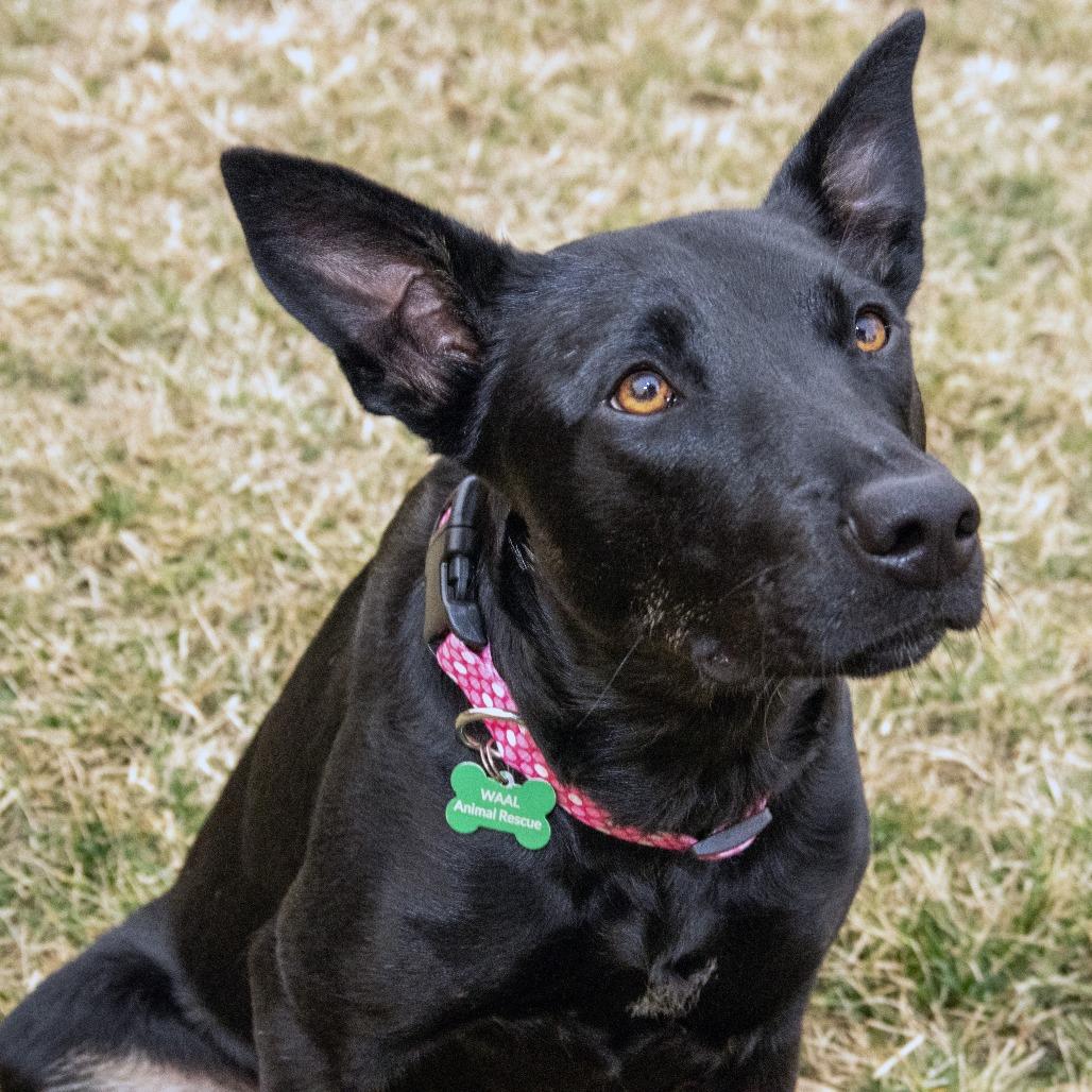 Enlarge Alaska, a Adoptable German Shepherd Dog in Wichita, KS image 1/6