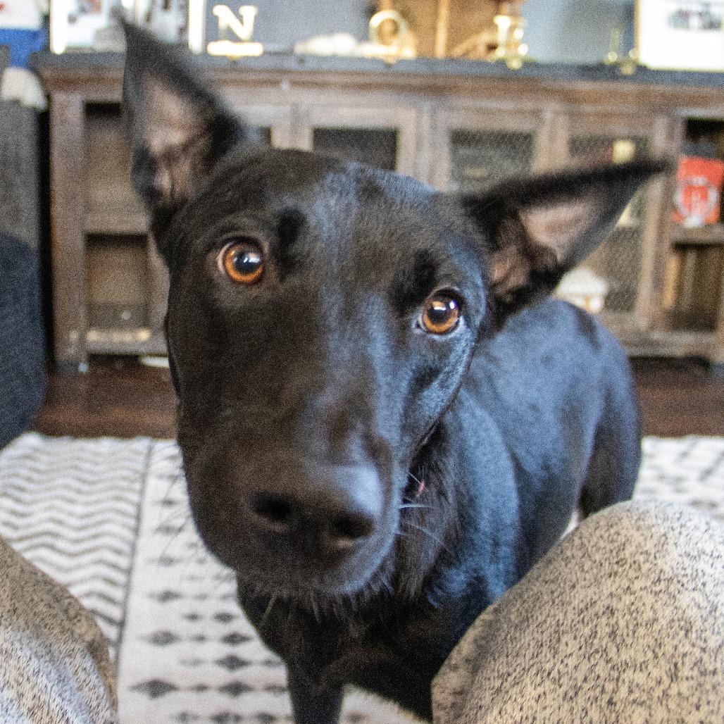 Alaska, a Adoptable German Shepherd Dog in Wichita, KS image 2/6