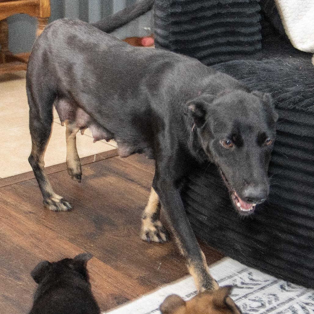 Alaska, a Adoptable German Shepherd Dog in Wichita, KS image 3/6