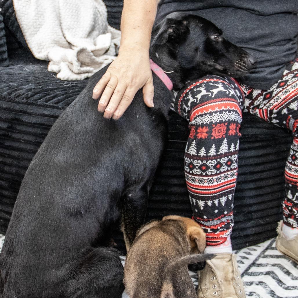 Alaska, a Adoptable German Shepherd Dog in Wichita, KS image 4/6