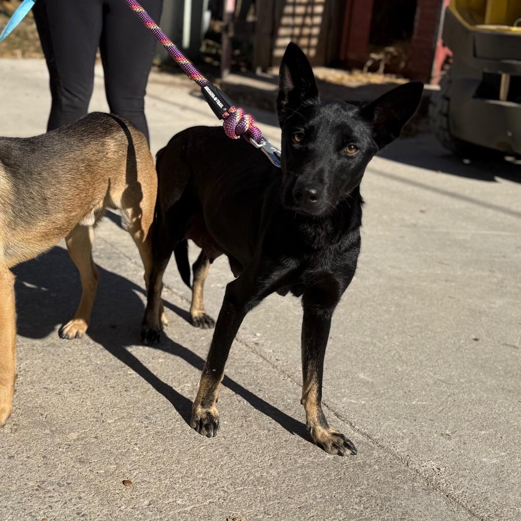 Alaska, a Adoptable German Shepherd Dog in Wichita, KS image 5/6