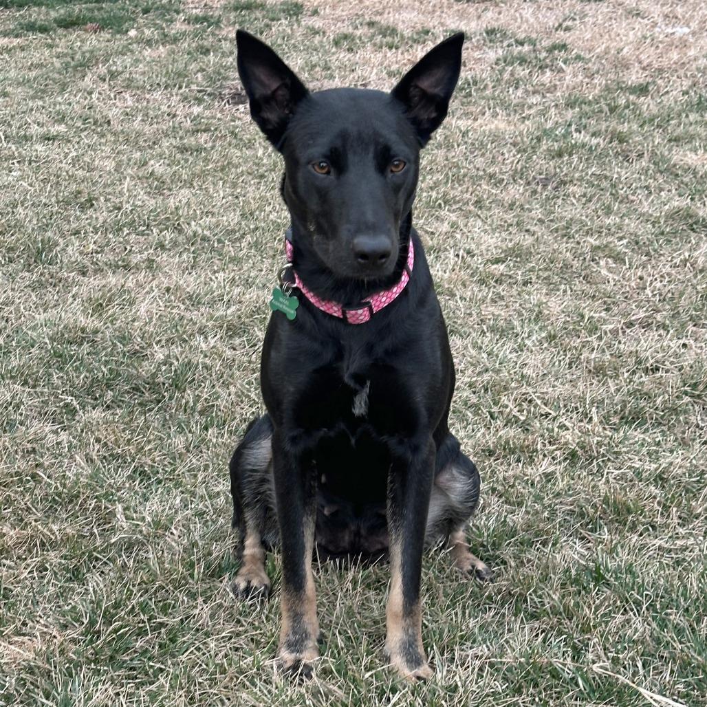 Enlarge Alaska, a Adoptable German Shepherd Dog in Wichita, KS image 4/6