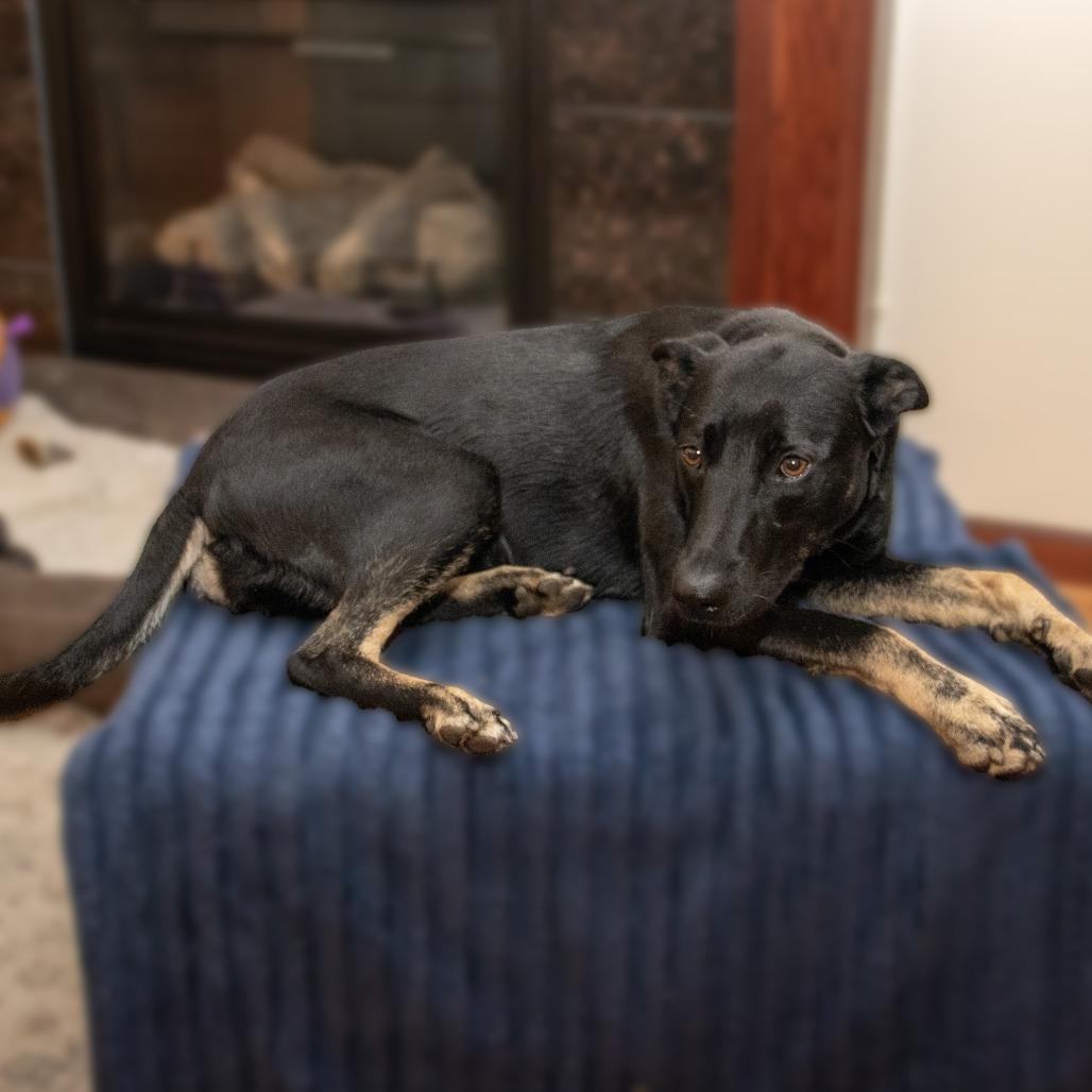 Enlarge Alaska, a Adoptable German Shepherd Dog in Wichita, KS image 5/6