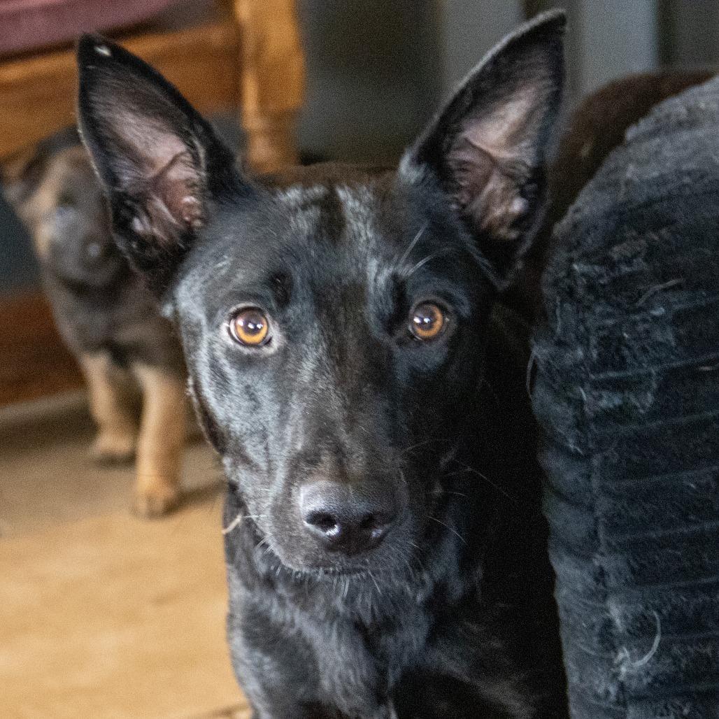 Alaska, a Adoptable German Shepherd Dog in Wichita, KS image 6/6