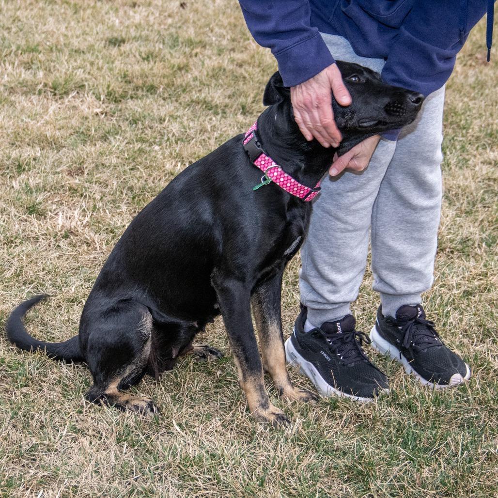 Enlarge Alaska, a Adoptable German Shepherd Dog in Wichita, KS image 6/6